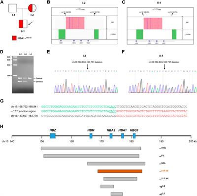 Case report: Long-read sequencing identified a novel 14.9-kb deletion of the α-globin gene locus in a family with α-thalassemia in China